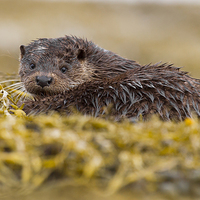 Buy canvas prints of The Wet Look Otter by Mark Medcalf