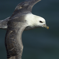 Buy canvas prints of The Gliding Fulmar by Mark Medcalf