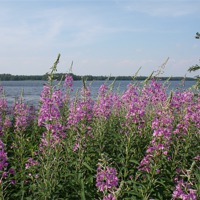 Buy canvas prints of Fireweed Beach by Hemmo Vattulainen