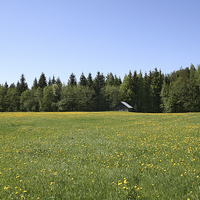 Buy canvas prints of Flower meadow by Hemmo Vattulainen