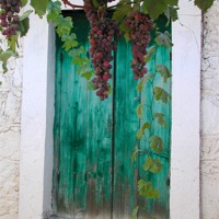 Buy canvas prints of Grapes by Elaine Elespe