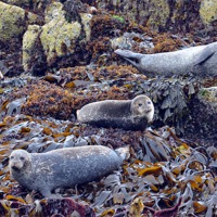 Buy canvas prints of Scottish Seals by Louise  Hawkins