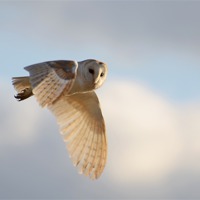 Buy canvas prints of Hunting Barn Owl by Louise  Hawkins