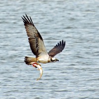 Buy canvas prints of Osprey with fish by Louise  Hawkins