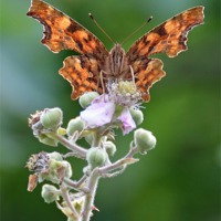 Buy canvas prints of Comma butterfly on bramble by Louise  Hawkins