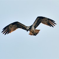 Buy canvas prints of Hunting Osprey by Louise  Hawkins