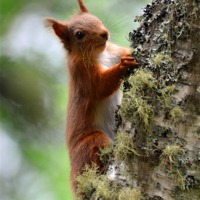 Buy canvas prints of Red Squirrel by Louise  Hawkins