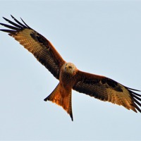 Buy canvas prints of Red Kite by Louise  Hawkins
