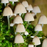 Buy canvas prints of Fairy Mushrooms by Louise  Hawkins
