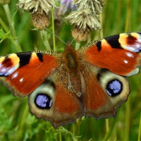 Buy canvas prints of Beautiful Peacock Butterfly by Louise  Hawkins