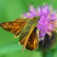 Buy canvas prints of Skipper butterfly by Louise  Hawkins