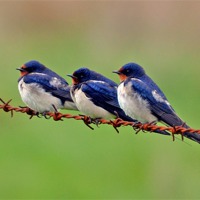 Buy canvas prints of Swallows Resting by Louise  Hawkins