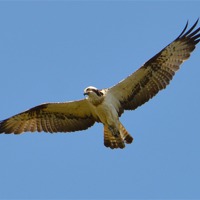 Buy canvas prints of The Osprey Angel by Louise  Hawkins