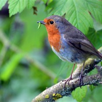 Buy canvas prints of Robin with Caterpillar by Louise  Hawkins