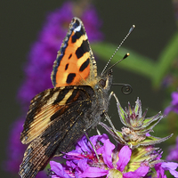 Buy canvas prints of Tortoiseshell Butterfly by Louise  Hawkins