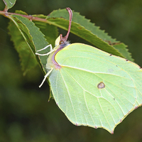 Buy canvas prints of Brimstone Butterfly by Louise  Hawkins