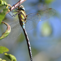 Buy canvas prints of Common Hawker Dragonfly by Louise  Hawkins