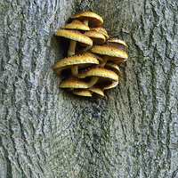 Buy canvas prints of Fungus growing on tree by Louise  Hawkins