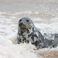 Buy canvas prints of Grey Seal exiting the sea  by Ivan Felton-Glenn