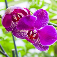 Buy canvas prints of orchids in green background by Dragomir Nikolov