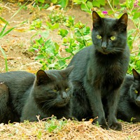 Buy canvas prints of black cats by Dragomir Nikolov