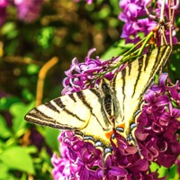 Buy canvas prints of A large yellow Tiger Swallowtail butterfly by Dragomir Nikolov