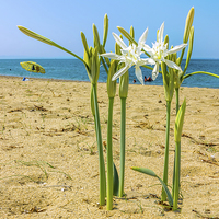Buy canvas prints of  Sea daffodil grows on coastal sands.  by Dragomir Nikolov