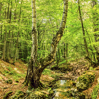 Buy canvas prints of Stream deep in mountain forest by Dragomir Nikolov