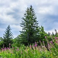 Buy canvas prints of Landscape with spruce and glade with blooming fire by Dragomir Nikolov