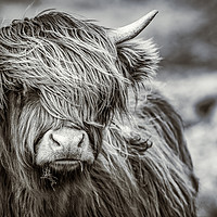 Buy canvas prints of Highland cow  by Archie Mclaren