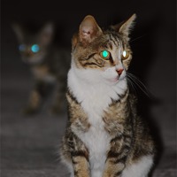Buy canvas prints of Glowing cat eyes by Gabriela Olteanu
