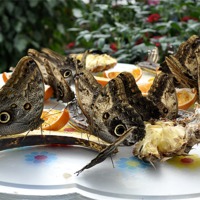 Buy canvas prints of Butterflies feeding by Gabriela Olteanu