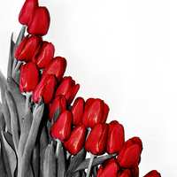 Buy canvas prints of Red Tulips by Gabriela Olteanu