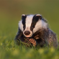 Buy canvas prints of Badger walking on grass by Austin Thomas