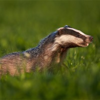 Buy canvas prints of Badger walking in long grass by Austin Thomas