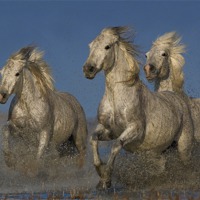 Buy canvas prints of Galloping Camargue Horses by Austin Thomas
