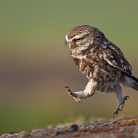 Buy canvas prints of Little Owl late for work by Austin Thomas