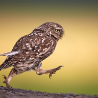 Buy canvas prints of Little Owl wait for me by Austin Thomas