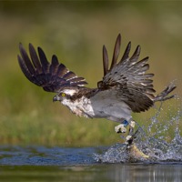 Buy canvas prints of Osprey with catch by Austin Thomas