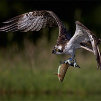 Buy canvas prints of Osprey with fish by Austin Thomas