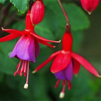 Buy canvas prints of Pink and purple fuchsia by 