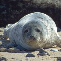 Buy canvas prints of Horsey Gap Seal Pup by chrissy woodhouse