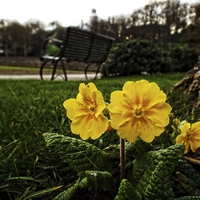 Buy canvas prints of primroses in the park by chrissy woodhouse