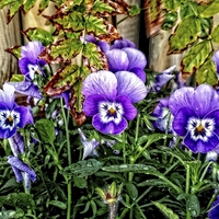 Buy canvas prints of pansy people by chrissy woodhouse