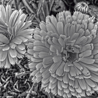 Buy canvas prints of dahlias in selenium by chrissy woodhouse