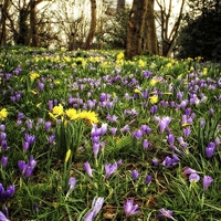 Buy canvas prints of spring time carpet by chrissy woodhouse