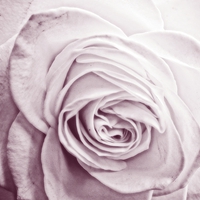 Buy canvas prints of lavender rose by chrissy woodhouse