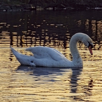 Buy canvas prints of Graceful swan by chrissy woodhouse