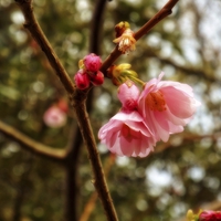 Buy canvas prints of Cherry Blossom by chrissy woodhouse