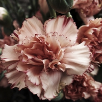Buy canvas prints of vintage carnation by chrissy woodhouse